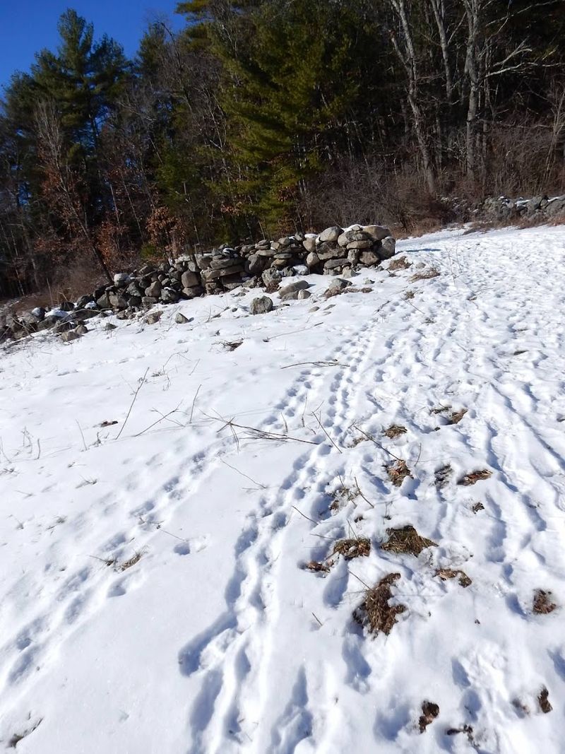 Animal Tracking, Guided Hikes, and Programs That Teach You to See Animal Tracking, Guided Hikes, and Programs That Teach You to See
