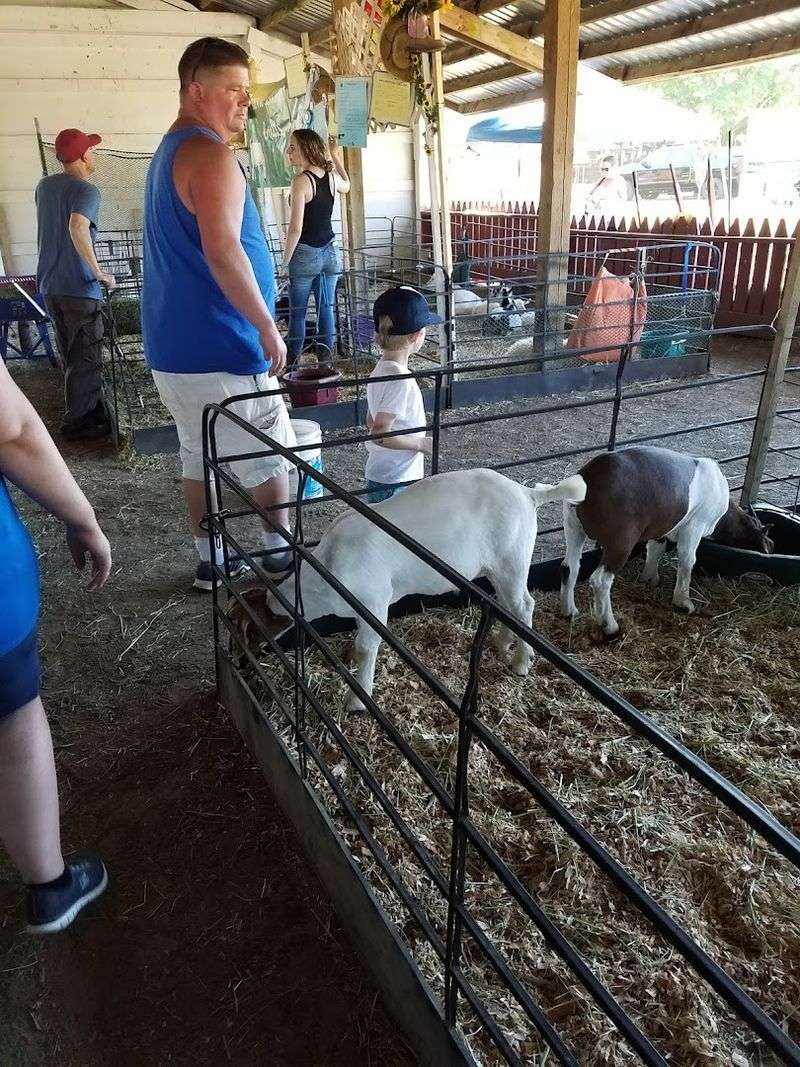Animals, 4-H, and the Agricultural Heart of the Fair