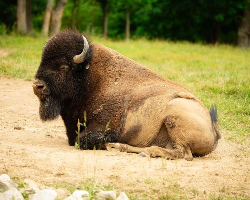 Animals That Will Genuinely Surprise You