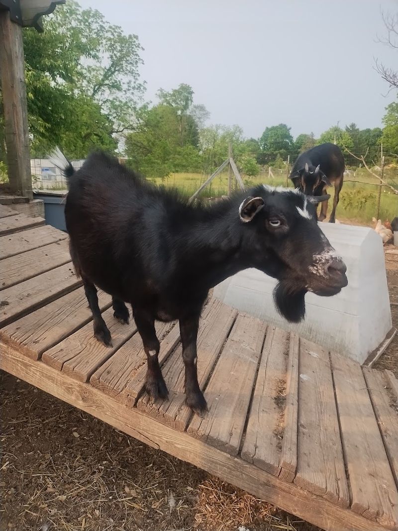 Animals, a Corn Crib, and a Pond Shaped Like Michigan