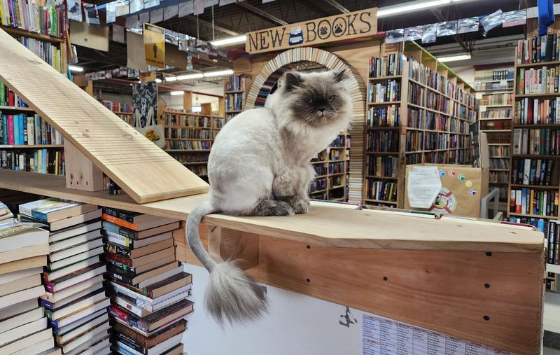 Annika the Reluctant Bookstore Cat Annika the Reluctant Bookstore Cat