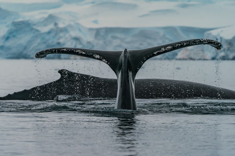 Antarctica Antarctica