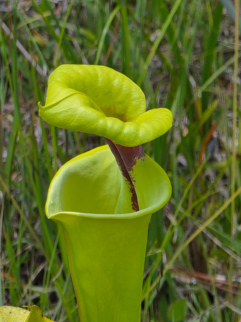 Apalachicola National Forest