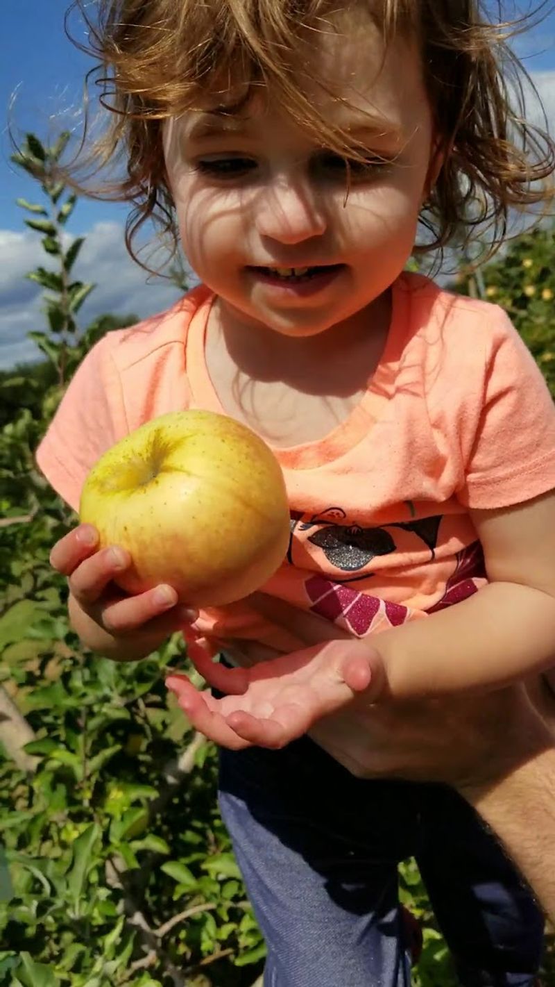Apple Varieties That Go Way Beyond Red Delicious