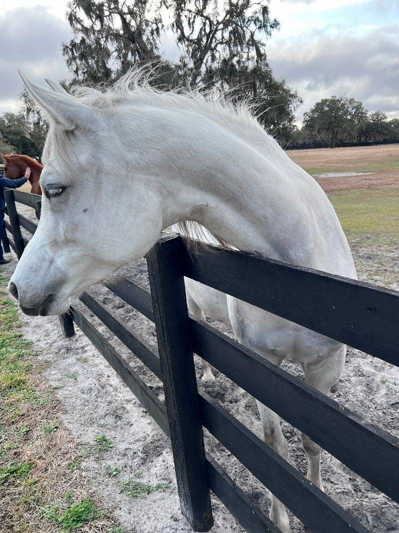 Arabian Horses: A Highlight of the Farm Stops Arabian Horses: A Highlight of the Farm Stops