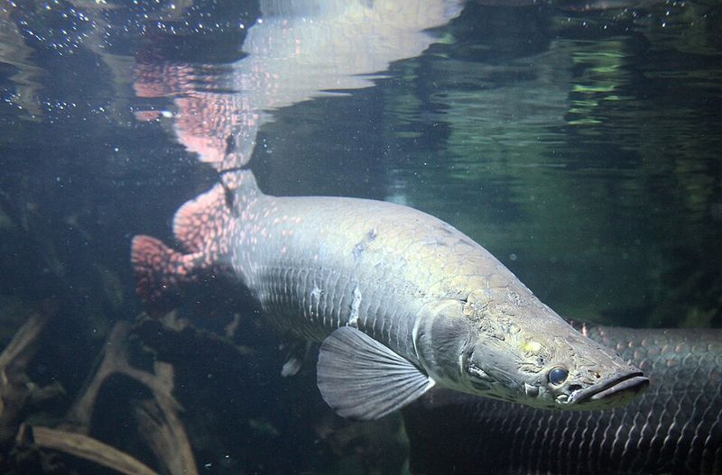 Arapaima (Arapaima gigas) Arapaima (Arapaima gigas)