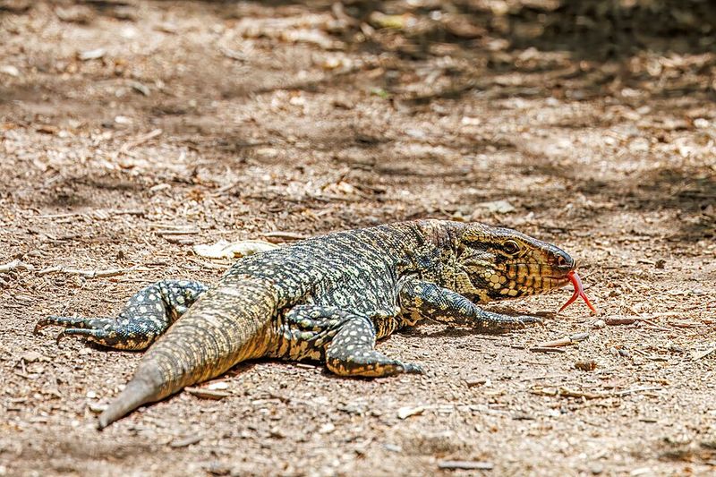 Argentine Black and White Tegus Argentine Black and White Tegus