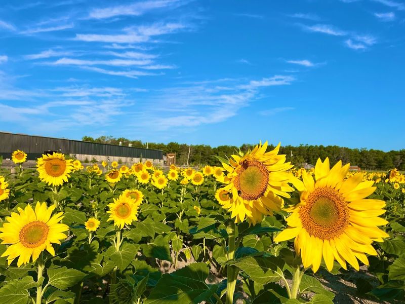 Argos Farm In Forked River, New Jersey