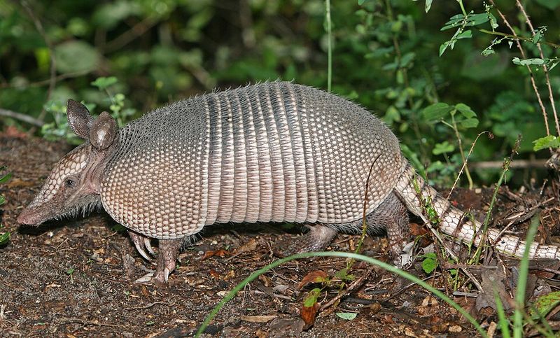 Armadillos Armadillos