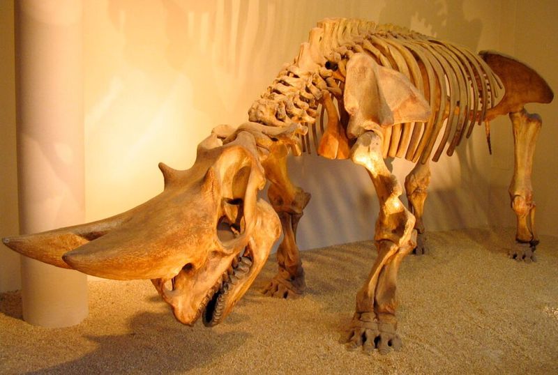 Arsinoitherium Arsinoitherium