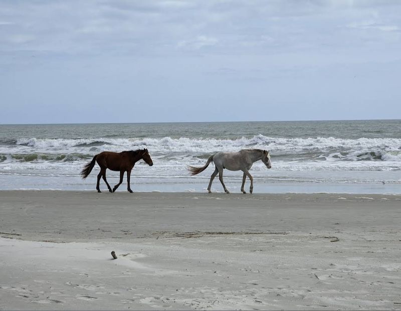 Assateague Beach