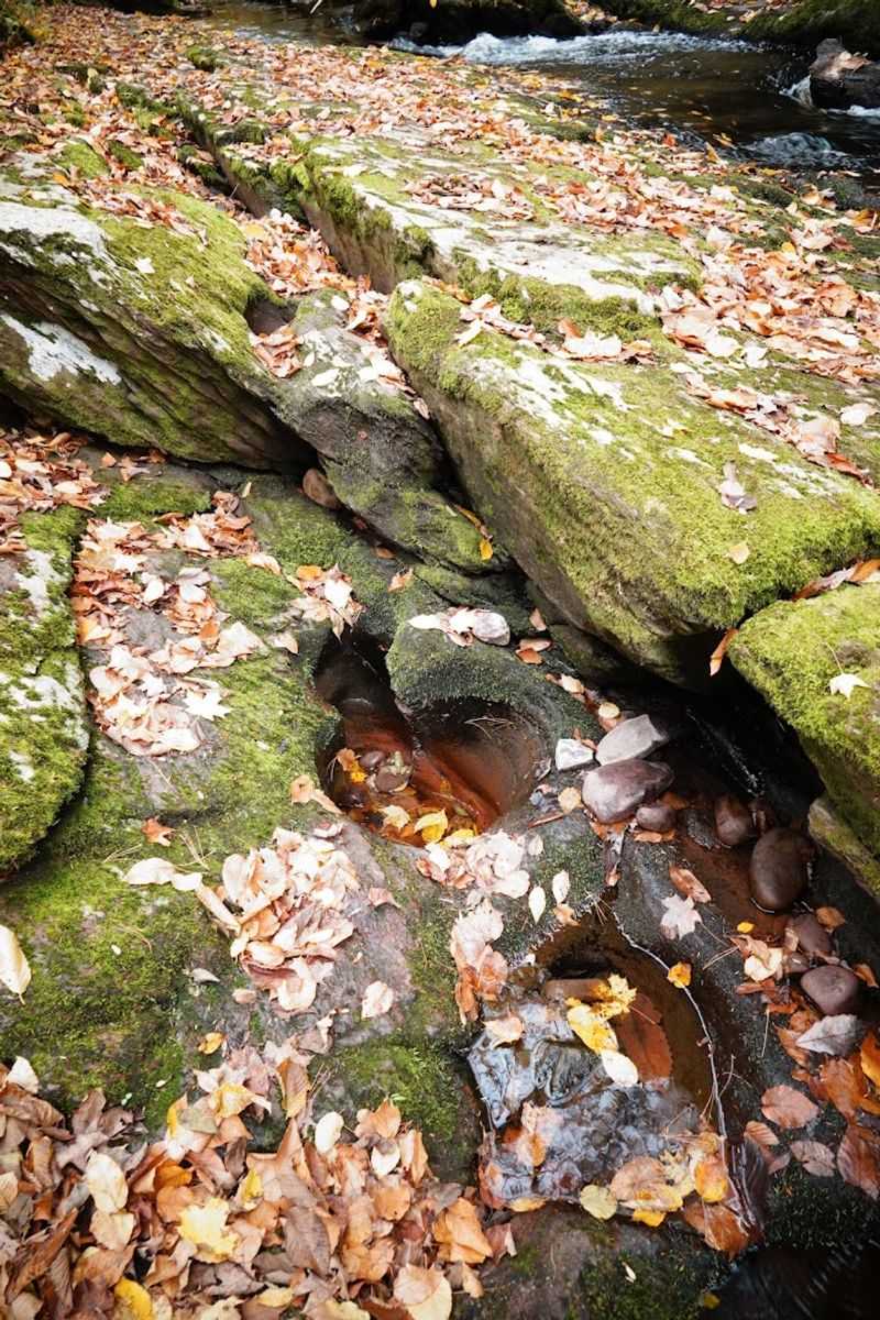 Autumn Leaves and Hidden Hazards