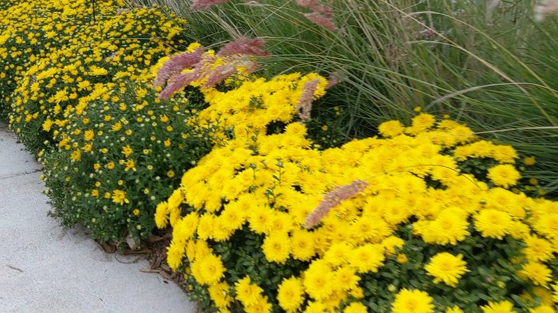 BOOtanica and Fall Mums: The Autumn Season Goes All Out BOOtanica and Fall Mums: The Autumn Season Goes All Out