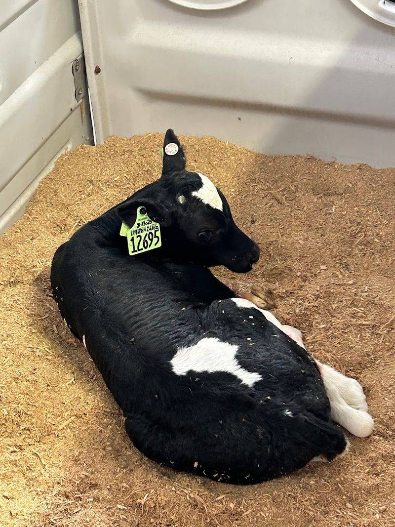 Baby Calves, Big Feelings, and the Petting Experience Nobody Expected to Love