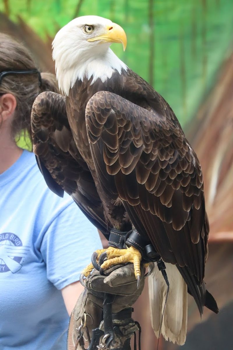 Bald Eagles and the Birds That Will Stop You Cold Bald Eagles and the Birds That Will Stop You Cold