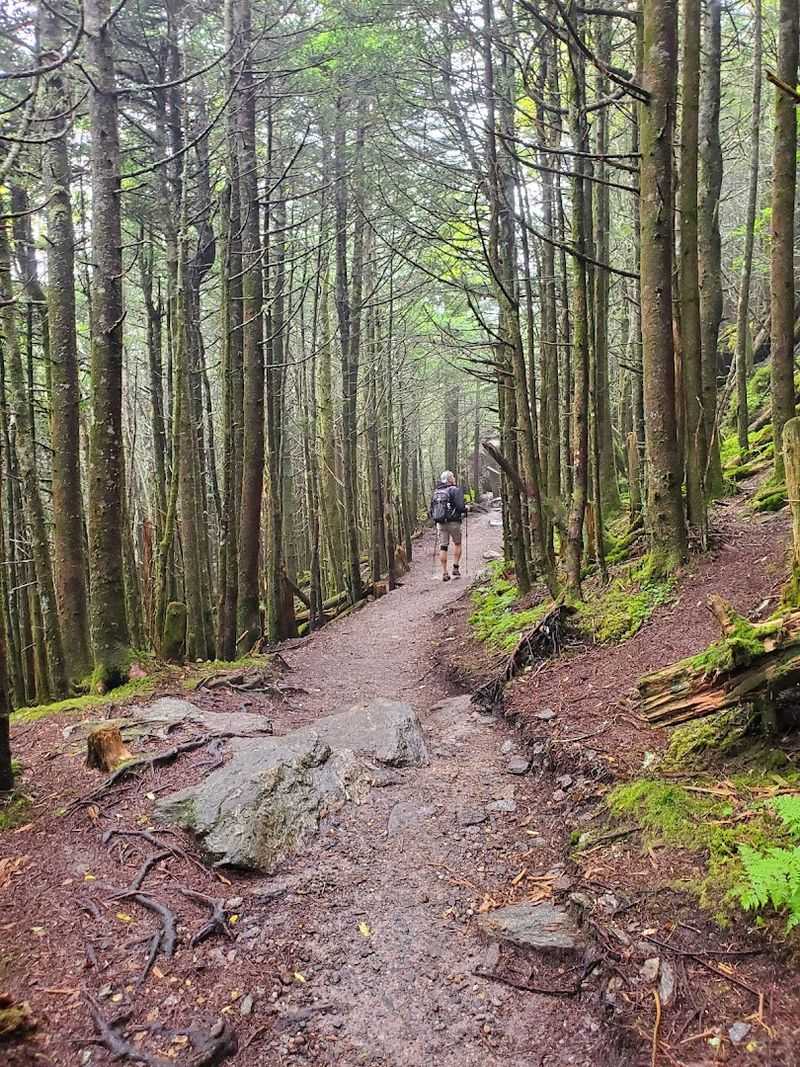 Balsam Nature Loop, Mount Mitchell, North Carolina
