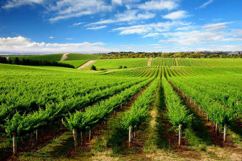 Barossa Valley, Australia Barossa Valley, Australia