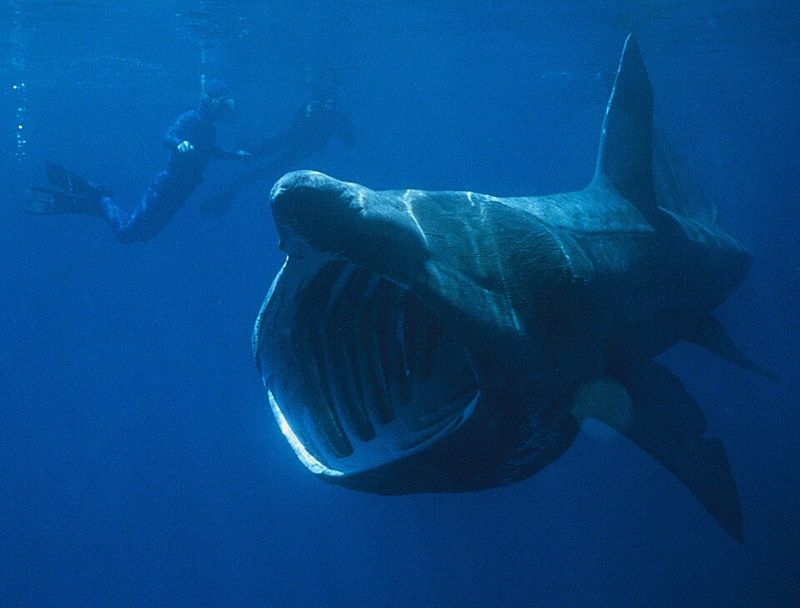 Basking Shark (Cetorhinus maximus) Basking Shark (Cetorhinus maximus)