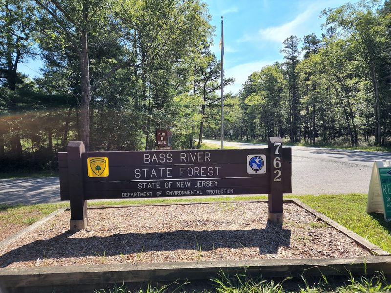 Bass River State Forest, Bass River Township, New Jersey