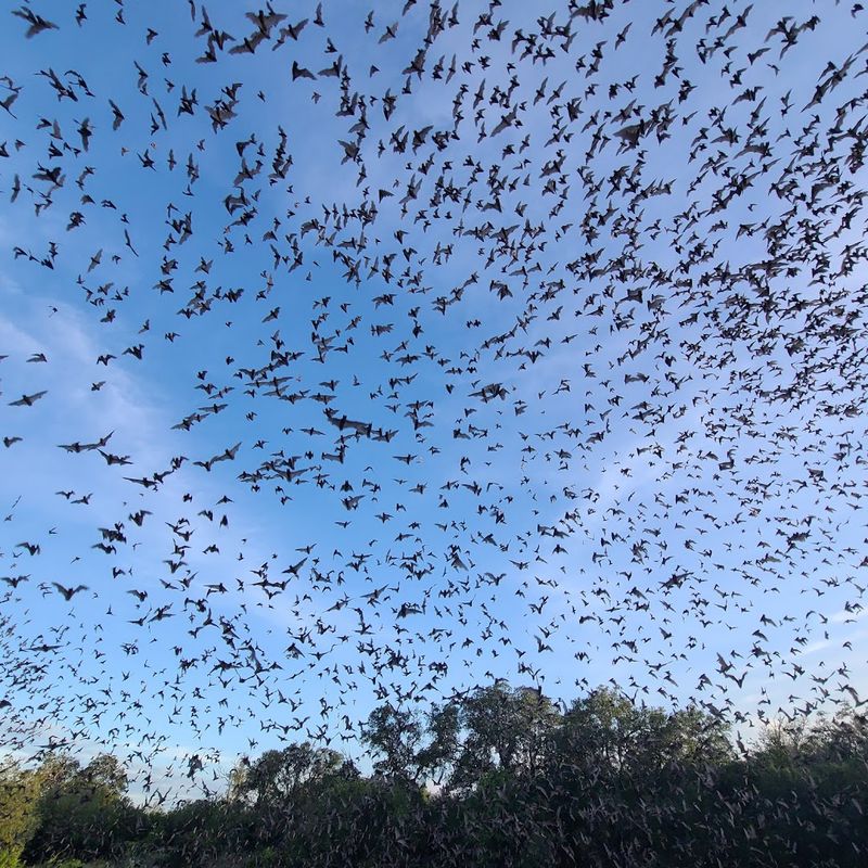 Bat Emergence Migration, Bracken Cave, Texas, United States