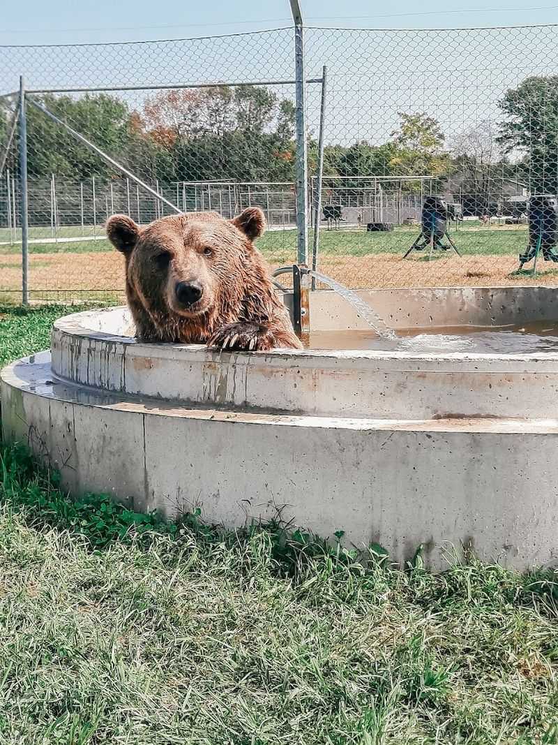 Bears, Bunnies, and Everything In Between