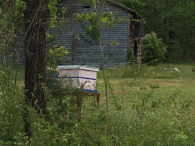 Bees, Praying Mantises, and the Wildlife You Did Not Expect