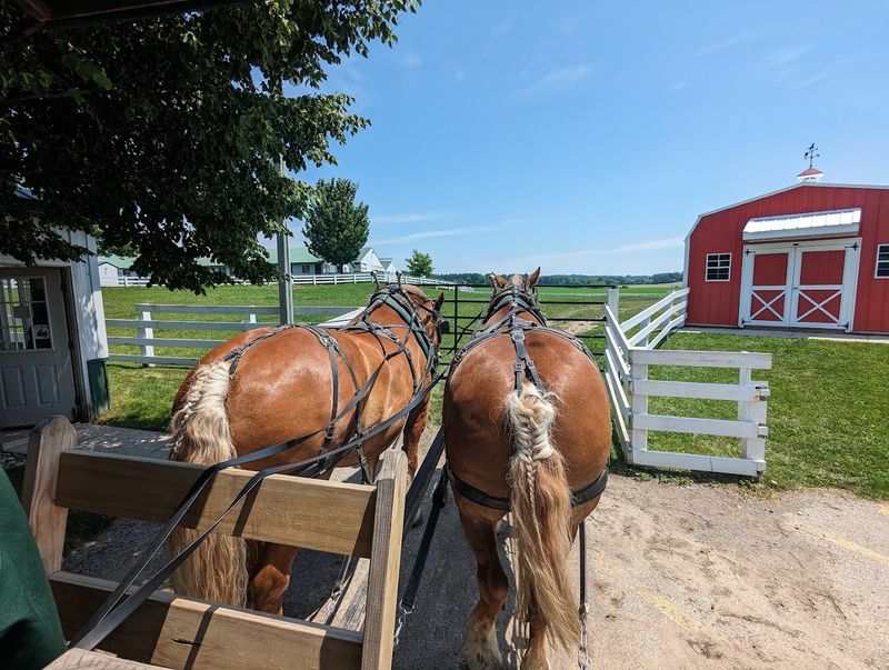 Belgian Draft Horses and the Wagon Ride That Steals the Show