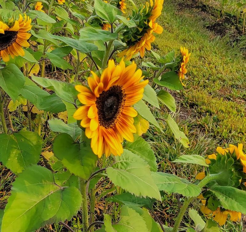Bellemont Farm In Lambertville, New Jersey