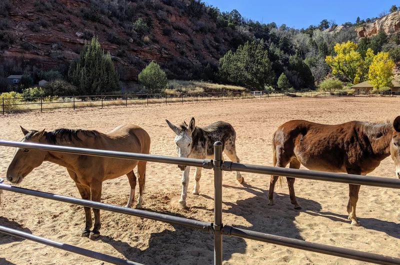 Best Friends Animal Sanctuary - Kanab, Utah