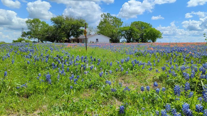 Best Time to Visit for Peak Bloom Best Time to Visit for Peak Bloom