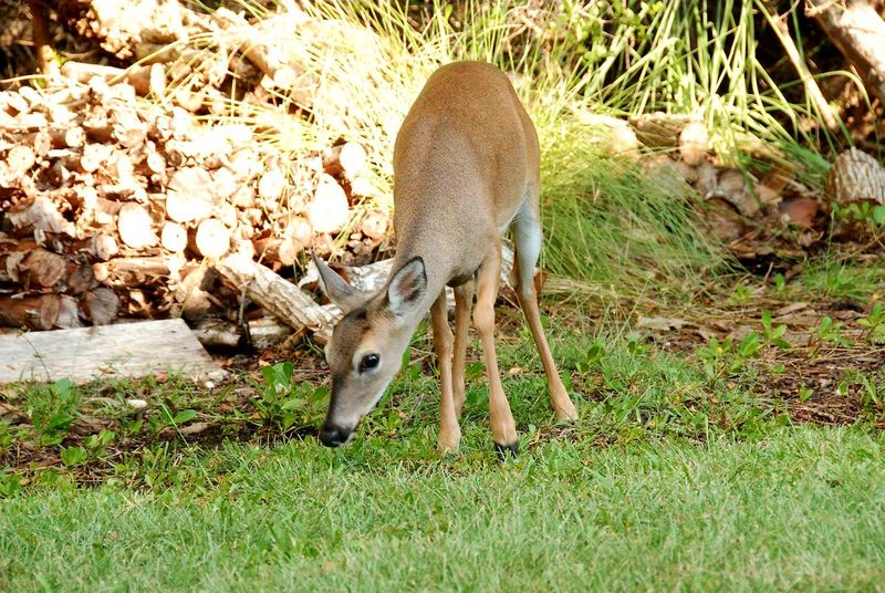 Best Times to Visit Big Pine Key