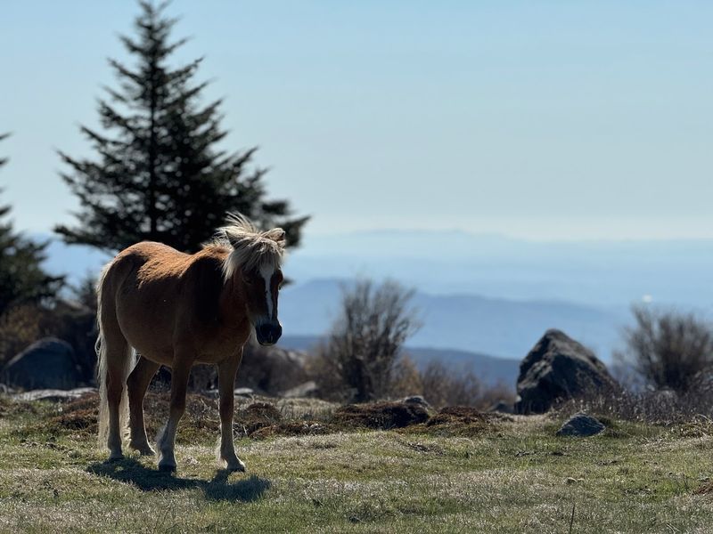 Best Times to Visit Grayson Highlands Best Times to Visit Grayson Highlands