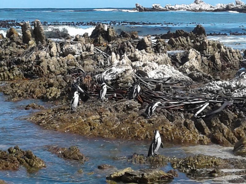 Betty's Bay, Western Cape, South Africa