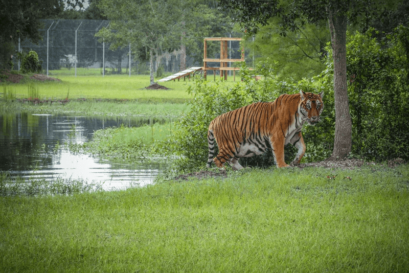 Big Cat Rescue - Tampa, Florida