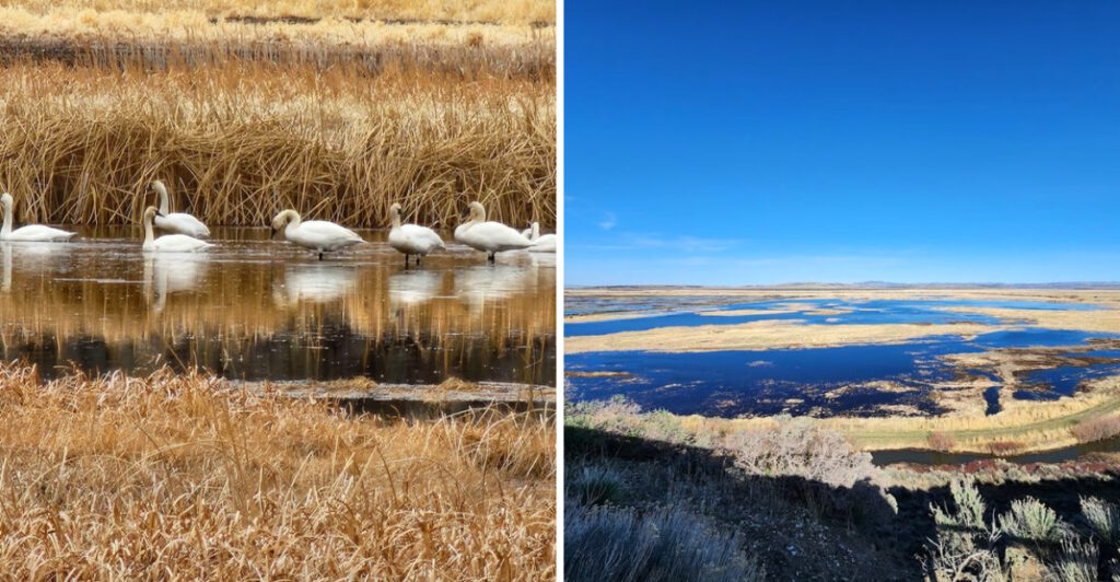 Bird Lovers Can Explore 320+ Species at This 50-Mile Wildlife Refuge in Oregon