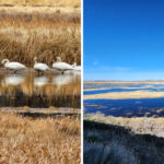 Bird Lovers Can Explore 320+ Species at This 50-Mile Wildlife Refuge in Oregon