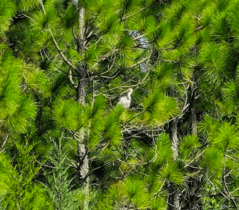 Bird Watching In A Genuinely Untouched Habitat Bird Watching In A Genuinely Untouched Habitat