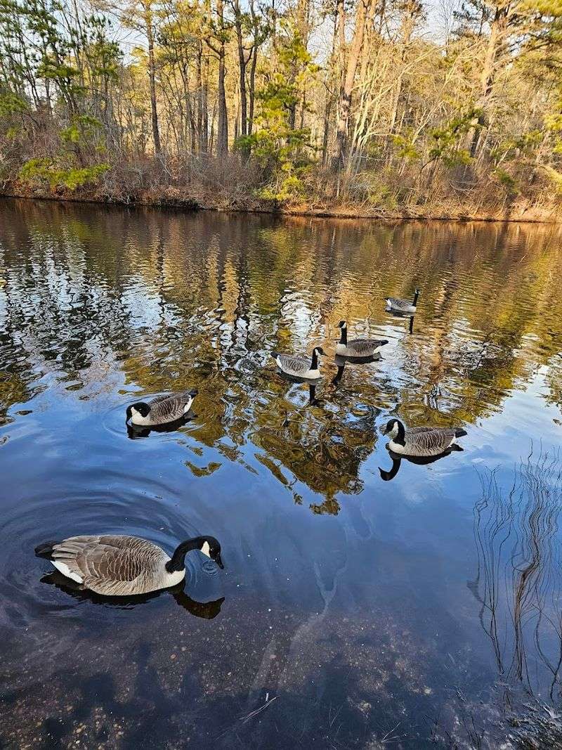 Bird and Duck Watching Along Nature Study in the River Corridor