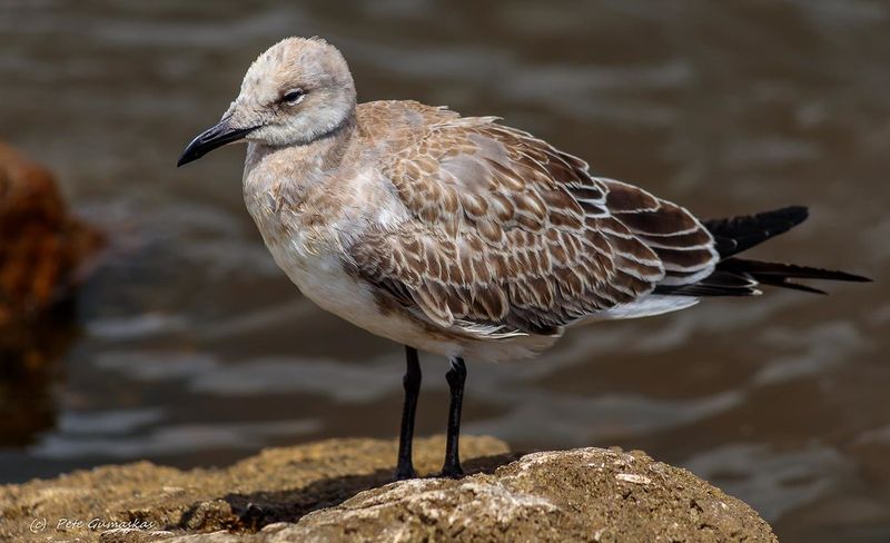 Birding That Rivals Any Destination in the State