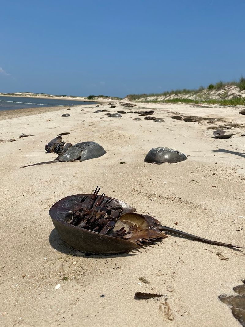 Birding, Wildlife, and the Magic of The Point
