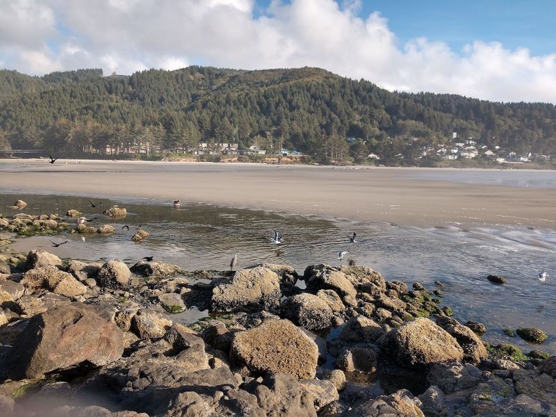 Birding and Wildlife Beyond the Whales