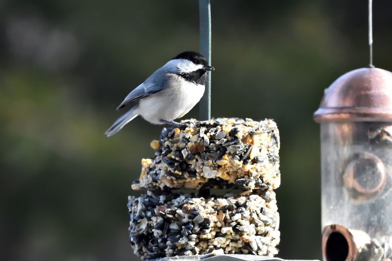 Birds That Show Up Here Regularly