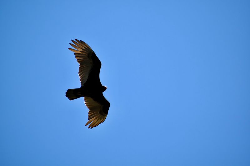 Birds and Wildlife Beyond the Bison Birds and Wildlife Beyond the Bison