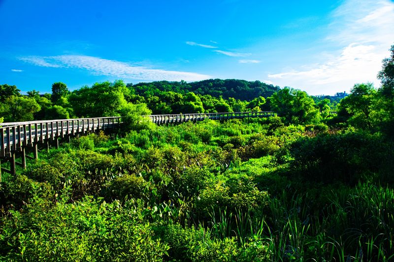 Birdsong, Butterflies, and the Sounds of a Living Marsh