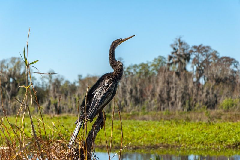Birdwatching Paradise: Species Around Every Corner