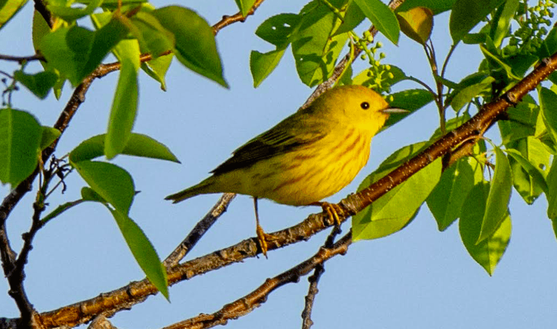Birdwatching That Delivers Real Results Birdwatching That Delivers Real Results