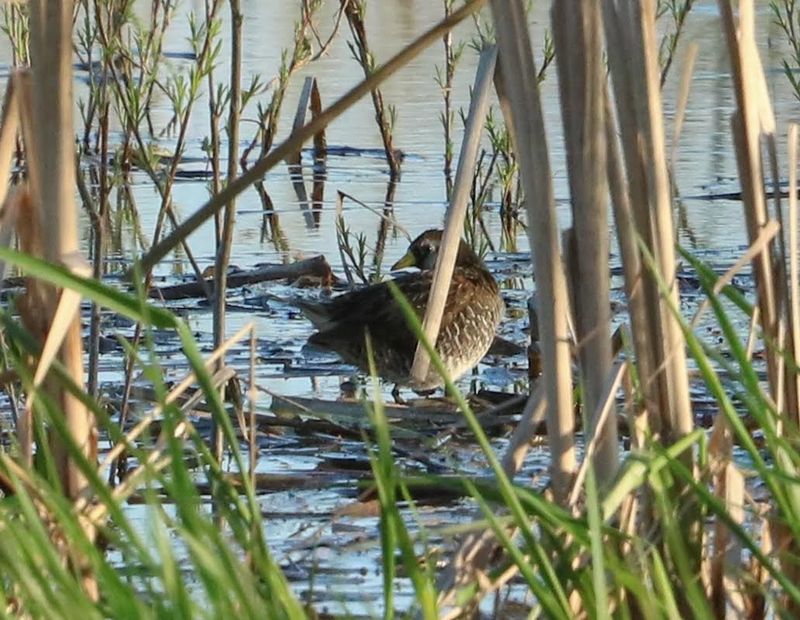 Birdwatching at the Wetland Overlook