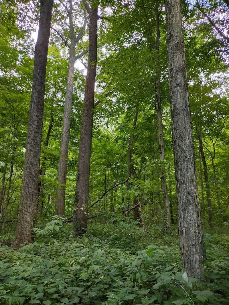 Birdwatching in an Old-Growth Forest Birdwatching in an Old-Growth Forest