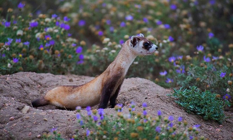 Black-Footed Ferret