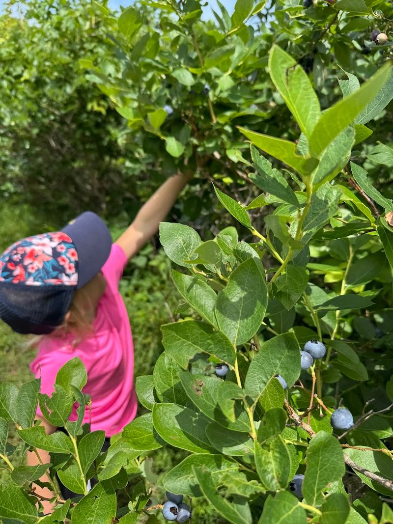 Blueberry Acres — Tahlequah, Oklahoma Blueberry Acres — Tahlequah, Oklahoma